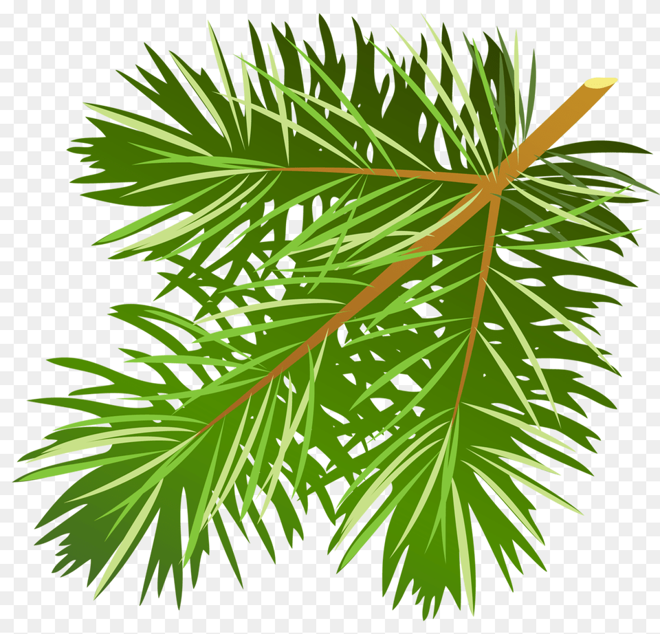 Pine Tree Branch Clip Art Clip Art Pine Needles, Green, Herbal, Herbs, Leaf Free Transparent Png