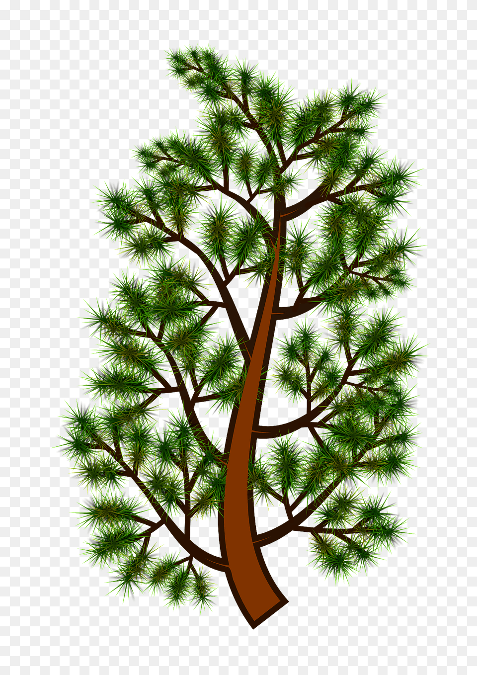 Pine Tree Branch Clipart, Conifer, Plant, Vegetation, Yew Free Png Download