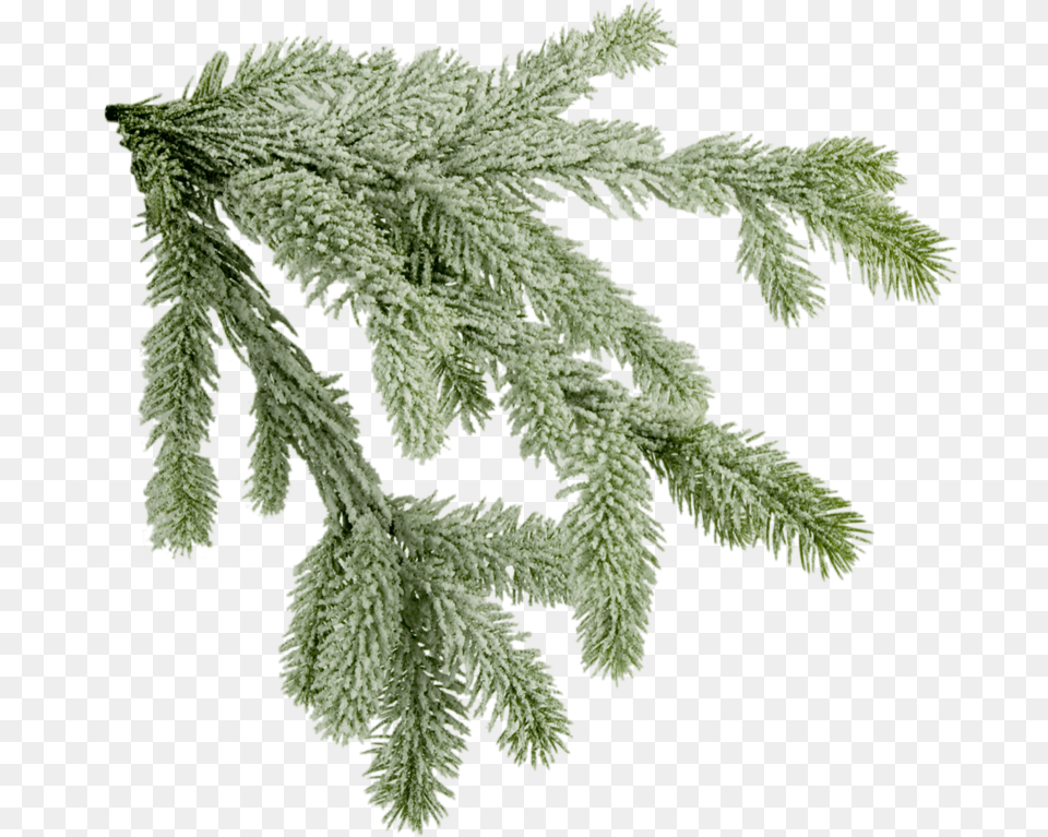 Pine Tree Branch Download Psd Background, Weather, Plant, Outdoors, Nature Free Png