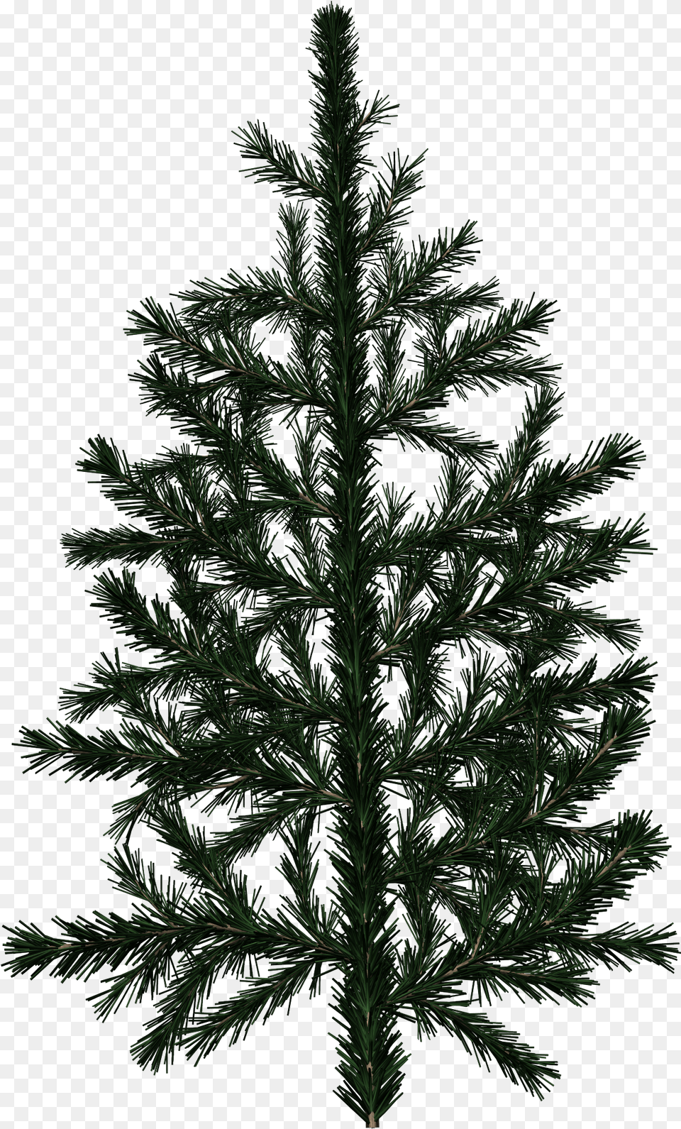 Pine Tree Branch Texture, Conifer, Plant, Fir Free Transparent Png