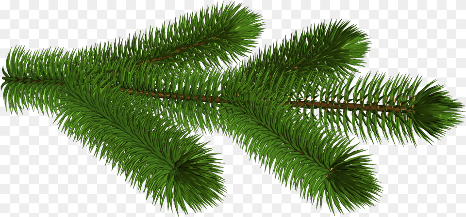 Pine Tree Branch Background, Conifer, Fir, Plant, Spruce Free Transparent Png