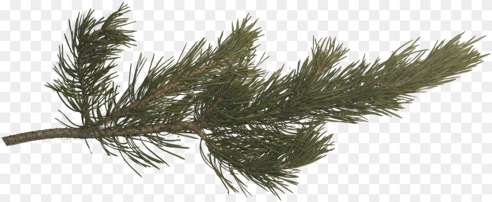 Pine Tree Branch Transparent Pine Branch, Conifer, Fir, Plant Free Png