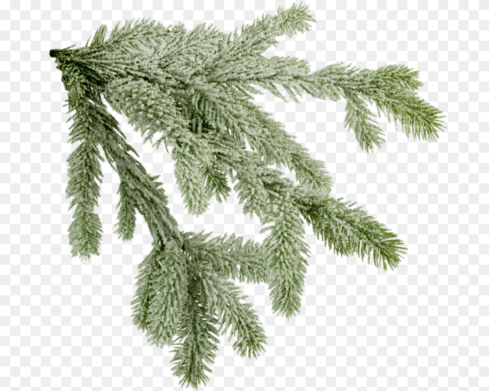 Pine Tree Branch X Mas Tree Branch Fir Tree Branch, Weather, Plant, Outdoors, Nature Png