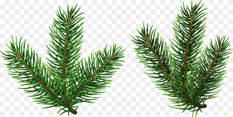 Pine Tree Branches Clip Art Pine Tree Branch Free Transparent Png