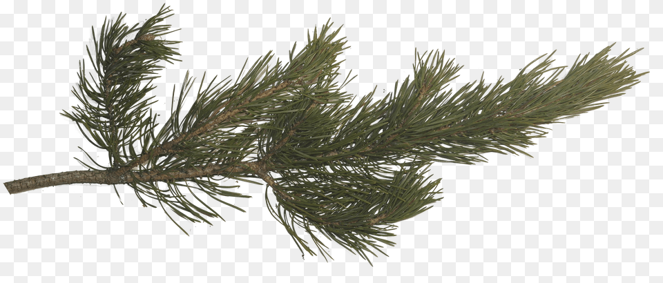 Pine Tree Branches Pine Tree Branch Texture, Conifer, Fir, Plant Free Png Download