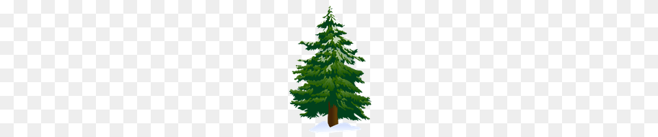 Pine Tree Category Clipart And Icons Freepngclipart, Fir, Plant, Conifer, Adult Free Transparent Png