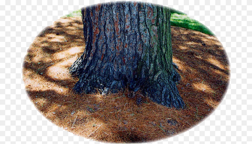 Pine Tree Circle, Plant, Tree Trunk, Land, Nature Free Png