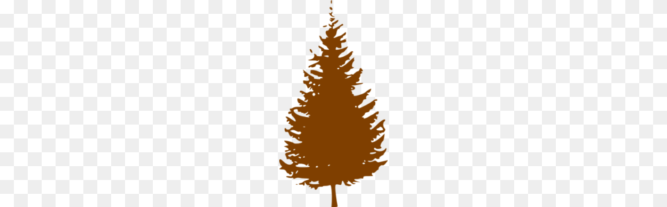 Pine Tree Clip Art For Web, Plant, Conifer, Person, Fir Free Png Download