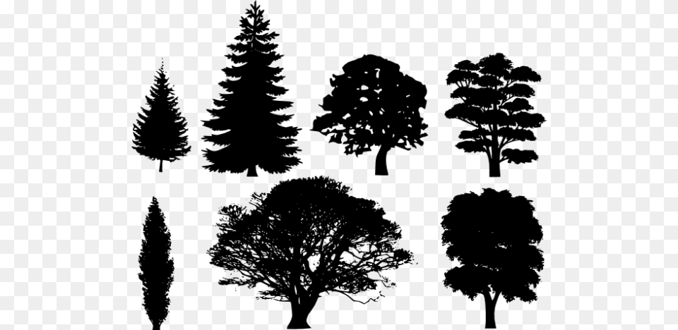 Pine Tree Clip Art Pictures Reference Shapes Of Deciduous Trees, Gray Free Transparent Png