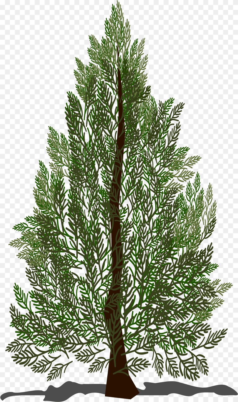Pine Tree Clip Arts Clip Art Puno Ng Pino, Conifer, Plant, Fir, Vegetation Free Png