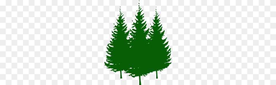 Pine Tree Clipart, Fir, Green, Plant, Conifer Png