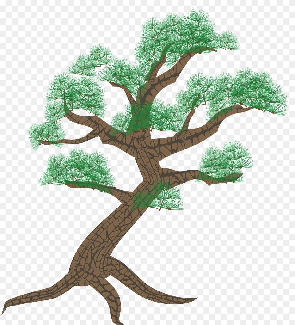 Pine Tree Clipart, Conifer, Plant, Vegetation Free Png Download