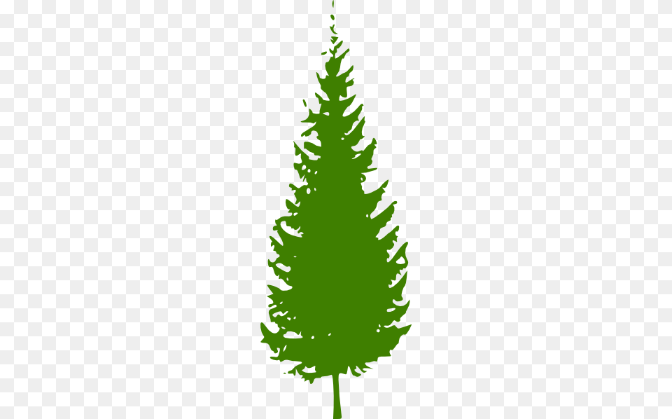Pine Tree Clipart Clip Art, Fir, Plant, Conifer, Leaf Free Transparent Png