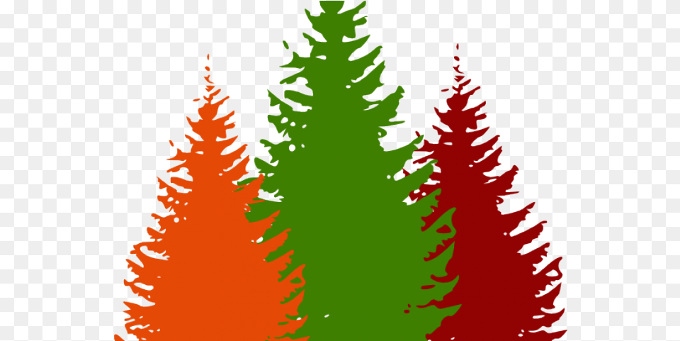 Pine Tree Clipart Forest Pine Tree Vector, Conifer, Fir, Plant, Person Free Transparent Png
