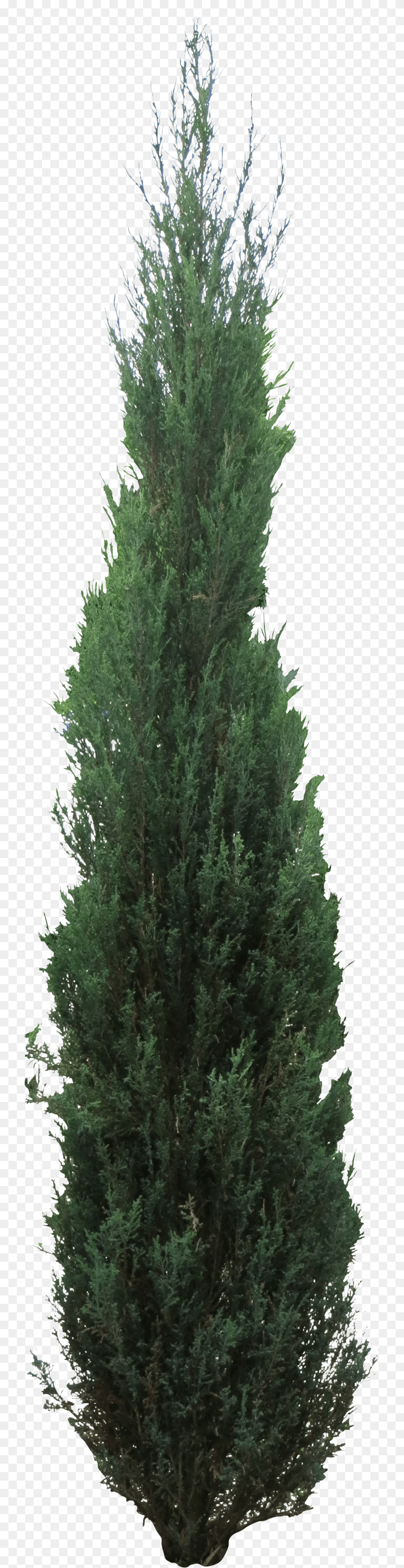 Pine Tree Clipart Juniper Tree Download Juniper Tree, Conifer, Fir, Plant Png Image