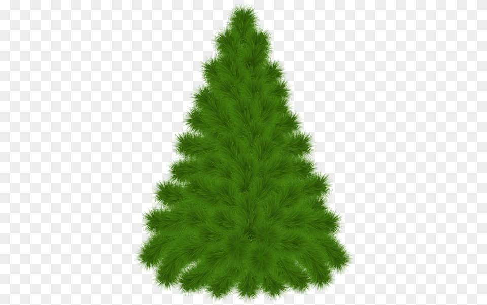 Pine Tree Clipart Picture Pine, Fir, Green, Plant Png
