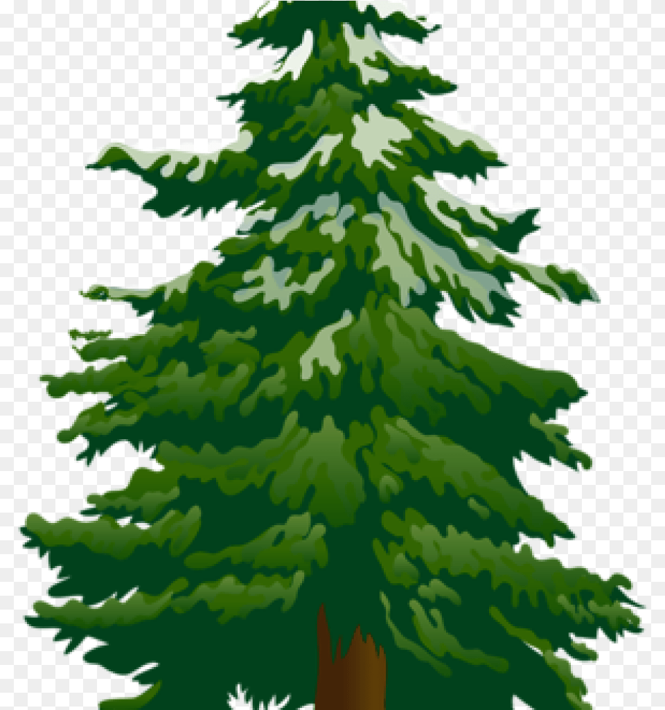 Pine Tree Clipart Pine Tree Clipart, Conifer, Fir, Plant Free Png