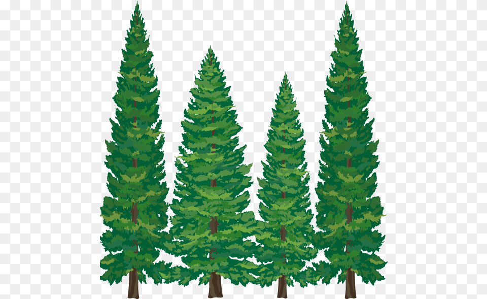 Pine Tree Clipart Softwood Cartoon Pine Tree Pine Tree Clipart, Fir, Plant, Conifer, Green Free Transparent Png
