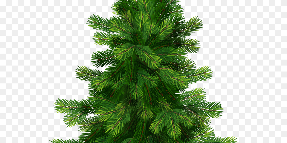 Pine Tree Clipart Spruce Tree Tree Pine, Fir, Plant, Conifer, Green Free Transparent Png