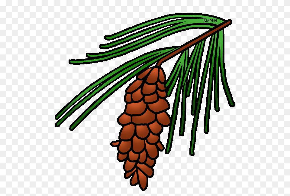 Pine Tree Clipart State, Conifer, Plant, Fir, Larch Free Transparent Png