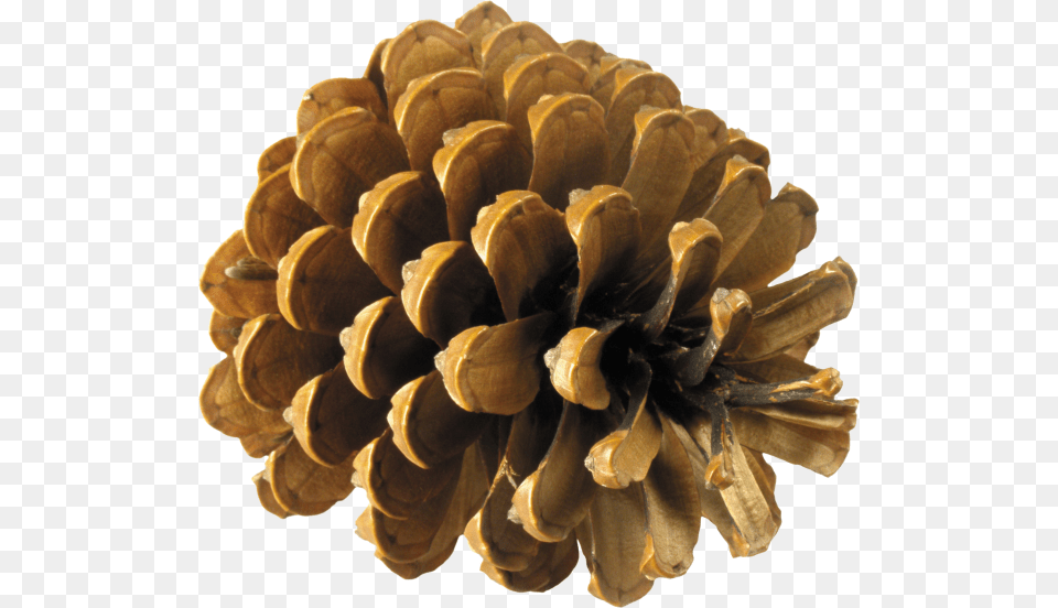 Pine Tree Cone, Conifer, Larch, Plant Png Image