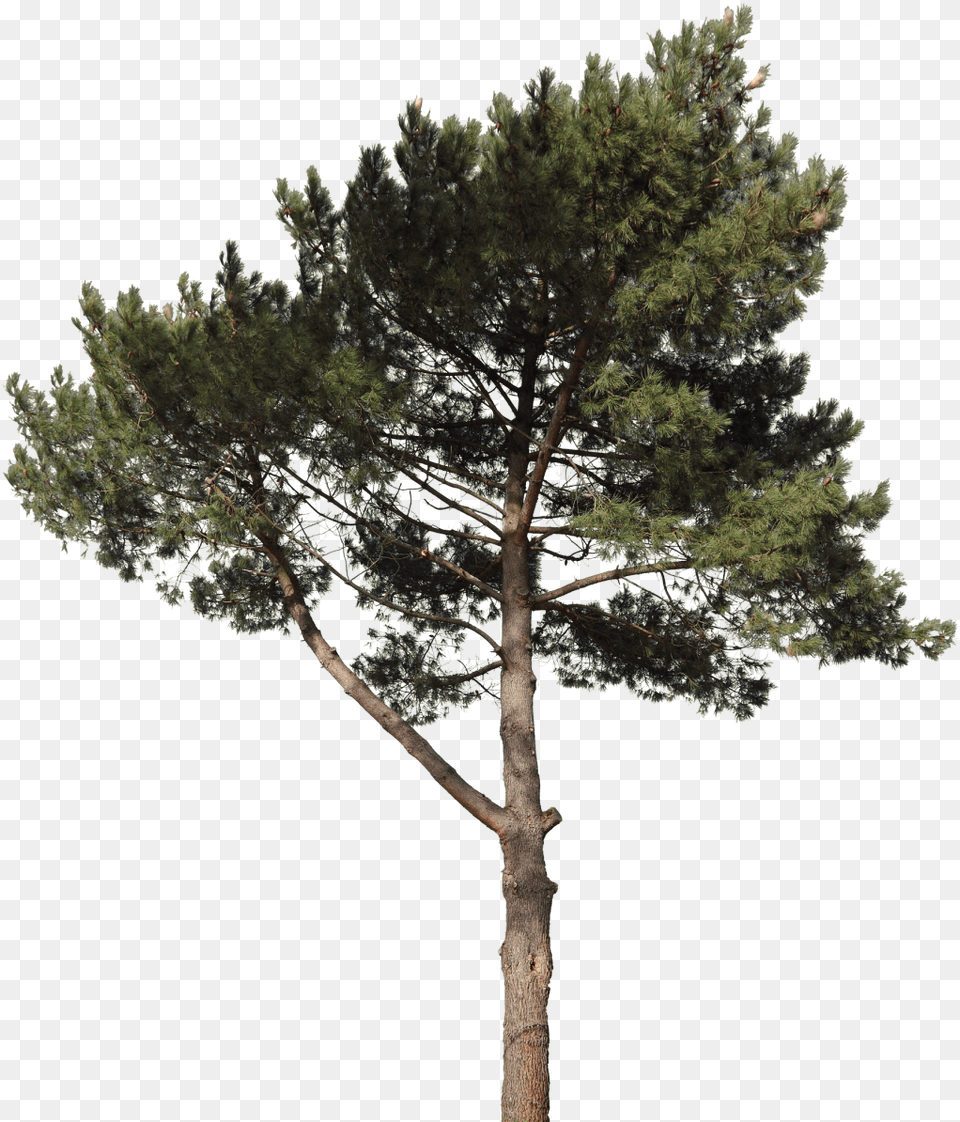 Pine Tree Cut Out, Conifer, Plant, Tree Trunk, Fir Free Transparent Png