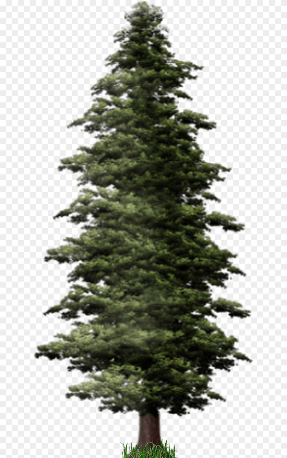 Pine Tree File Pine, Fir, Plant, Conifer Png