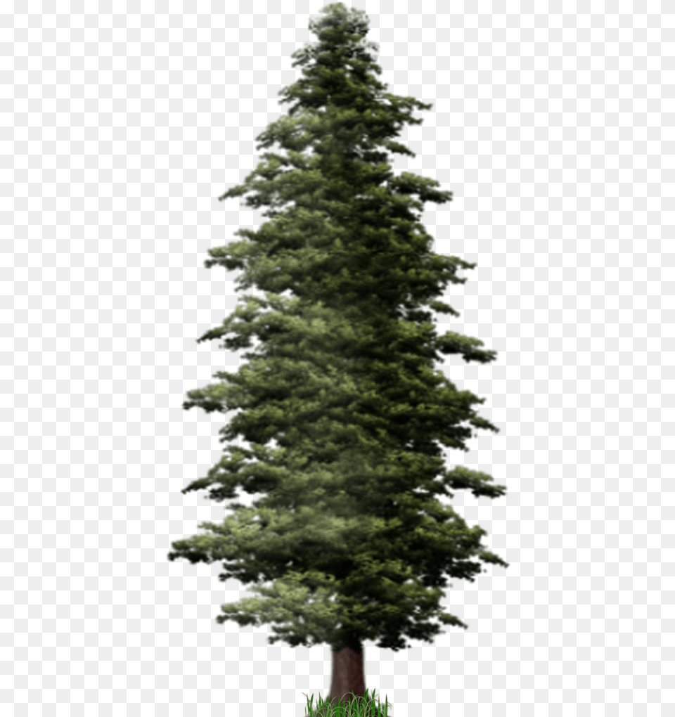 Pine Tree File Transparent Background Pine Tree, Fir, Plant, Conifer Png