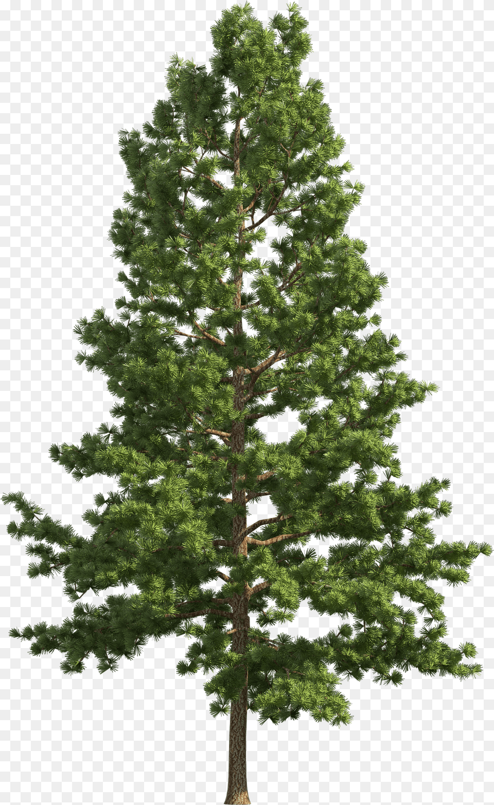 Pine Tree Files Transparent Pine Tree Free Png Download