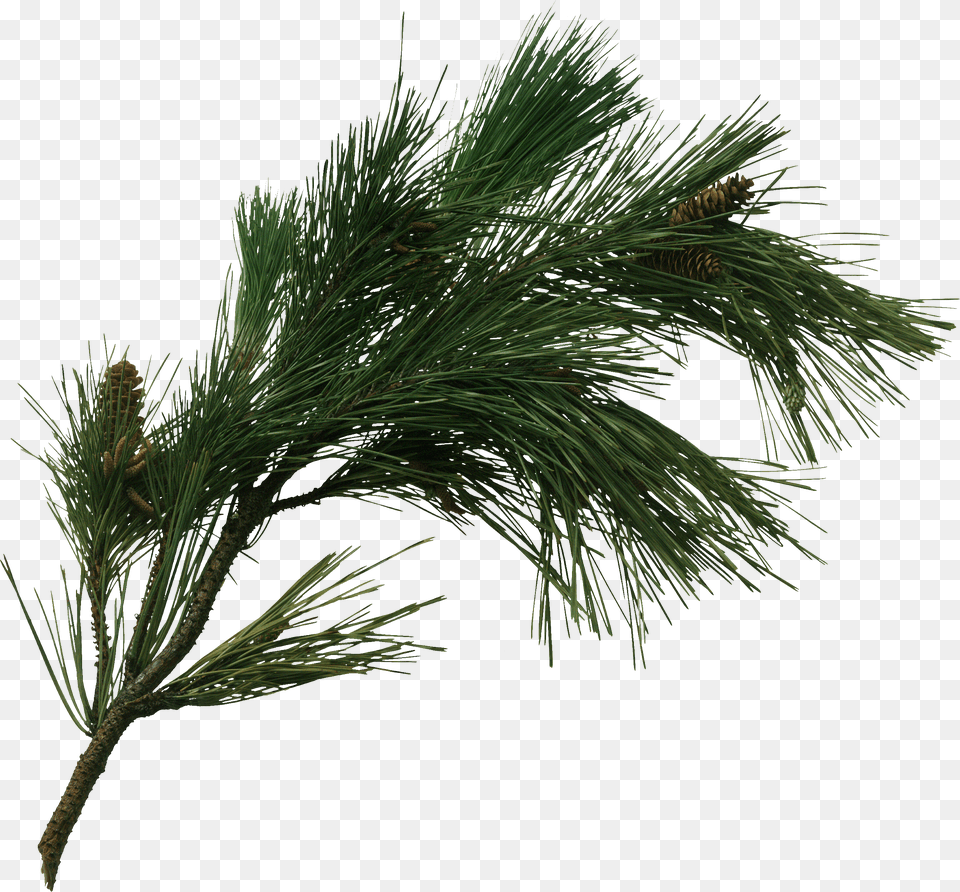 Pine Tree Fir Pinus Pinaster Cone Transprent Pine Tree Branch Free Png