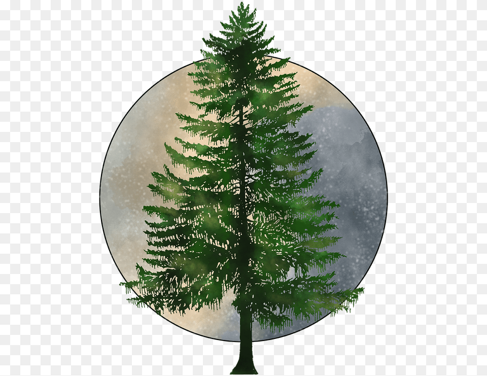 Pine Tree Hd, Conifer, Fir, Plant, Astronomy Free Png Download