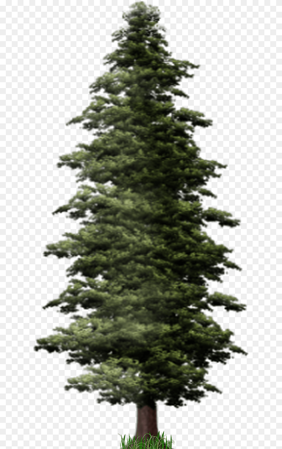 Pine Tree Hd Pine Tree Transparent, Fir, Plant, Conifer Free Png