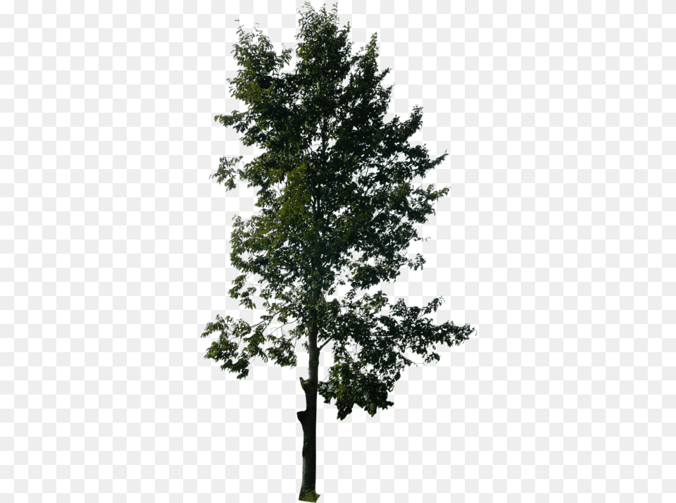 Pine Tree Image Tall Tree No Background, Plant, Tree Trunk, Fir, Oak Free Transparent Png