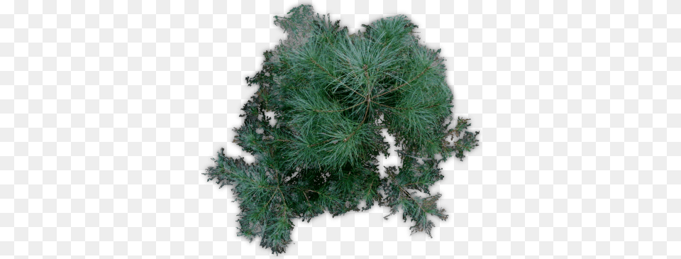Pine Tree Index Of Tree, Plant, Conifer, Fir, Food Png Image