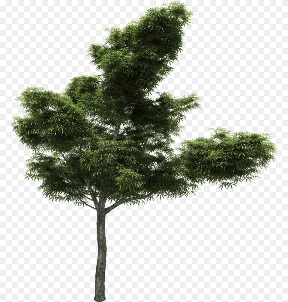 Pine Tree Larch Branch Image, Conifer, Plant, Fir, Vegetation Free Png Download