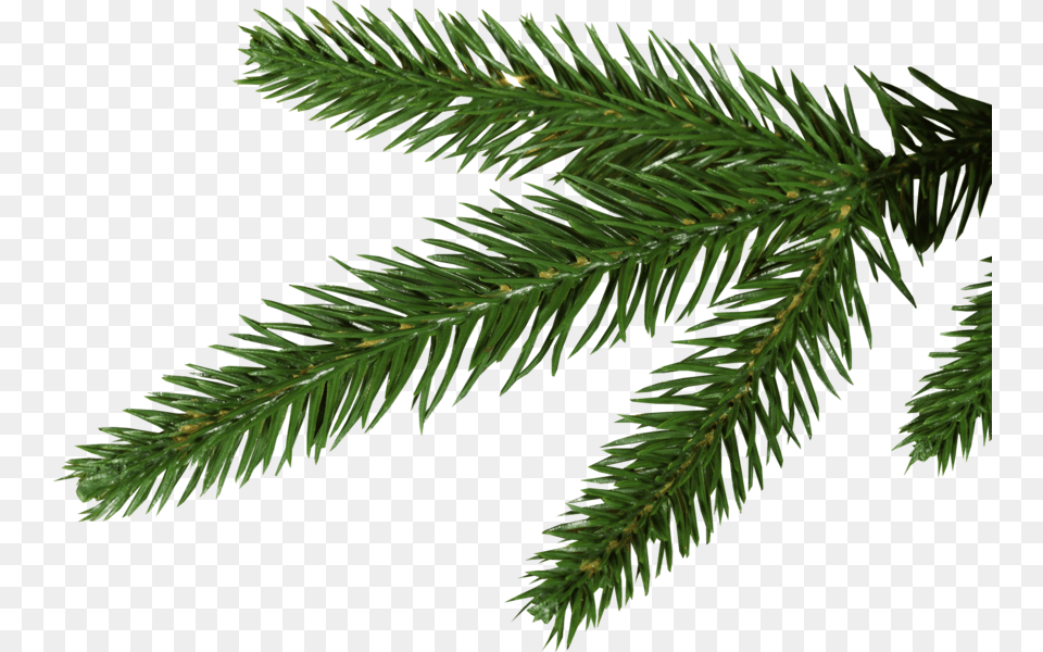 Pine Tree Leaves, Conifer, Fir, Plant, Spruce Free Png Download