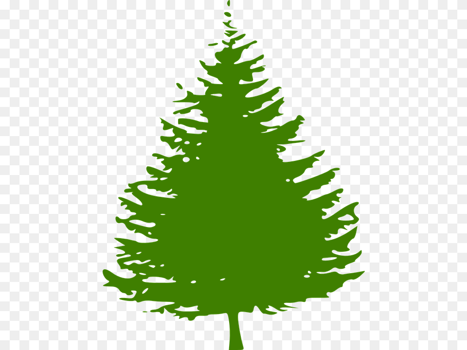 Pine Tree Logo Clipart Best Pine Tree Vector, Plant, Fir, Green, Leaf Free Png