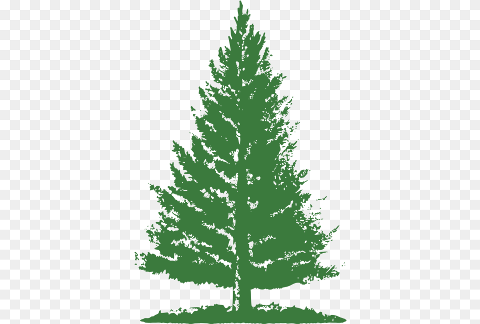 Pine Tree Logo Picture Pine Tree Logo, Conifer, Fir, Plant, Person Png Image
