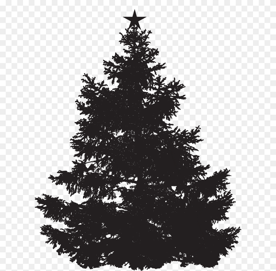 Pine Tree No Background, Fir, Plant Png