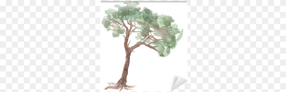 Pine Tree On A White Background Staraya Sosna Risunok, Art, Painting, Plant, Drawing Png Image