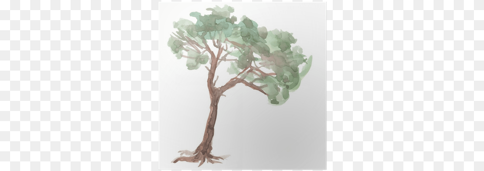 Pine Tree On A White Background Watercolor Painting, Art, Plant, Drawing Free Png