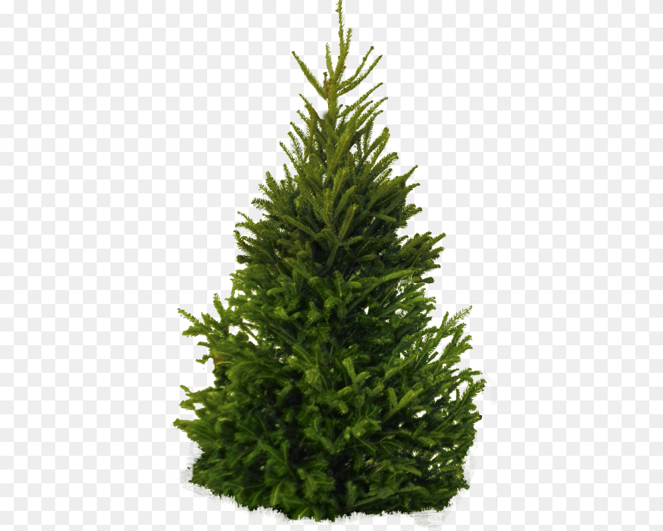 Pine Tree On White Background, Fir, Plant, Conifer Free Png