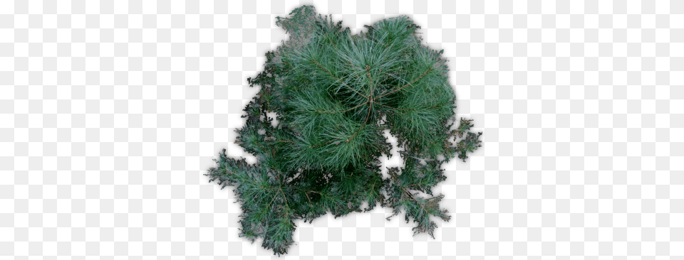 Pine Tree Plan Picture Mexican Pinyon, Plant, Conifer, Fir, Food Free Png