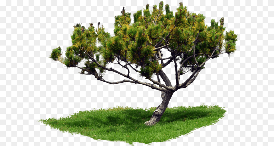 Pine Tree Portable Network Graphics, Plant, Conifer, Tree Trunk Png