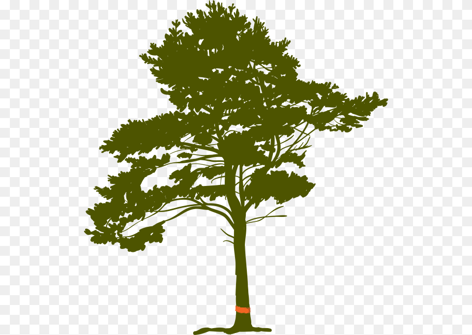 Pine Tree Root Black Pine Tree With Roots, Plant, Oak, Tree Trunk, Sycamore Png Image