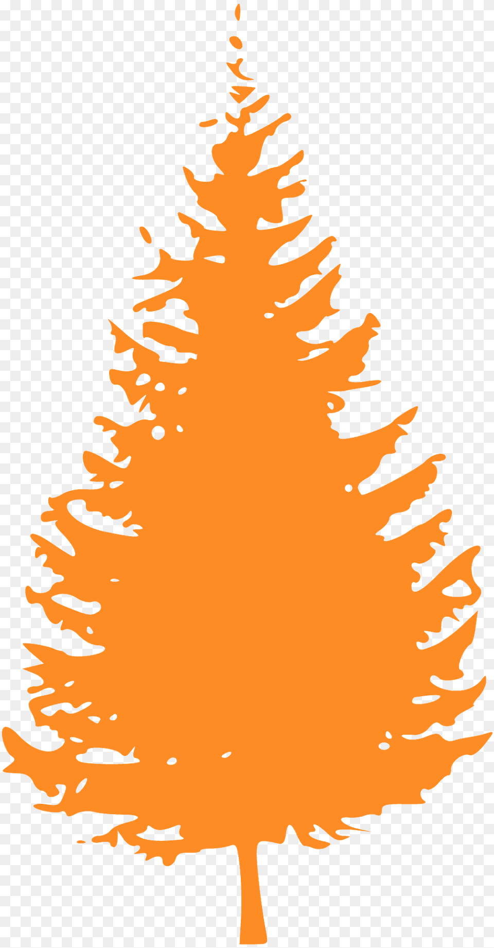 Pine Tree Silhouette, Conifer, Plant, Fir, Person Png