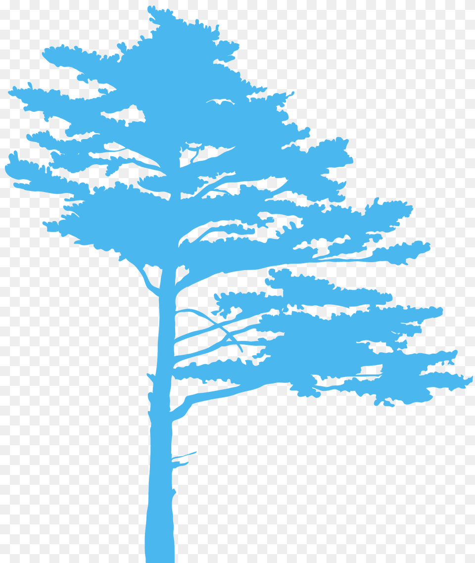 Pine Tree Silhouette, Plant, Art, Outdoors, Nature Png