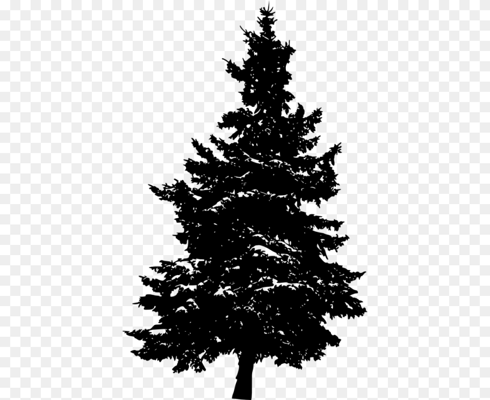 Pine Tree Silhouette, Fir, Plant, Conifer, Person Png