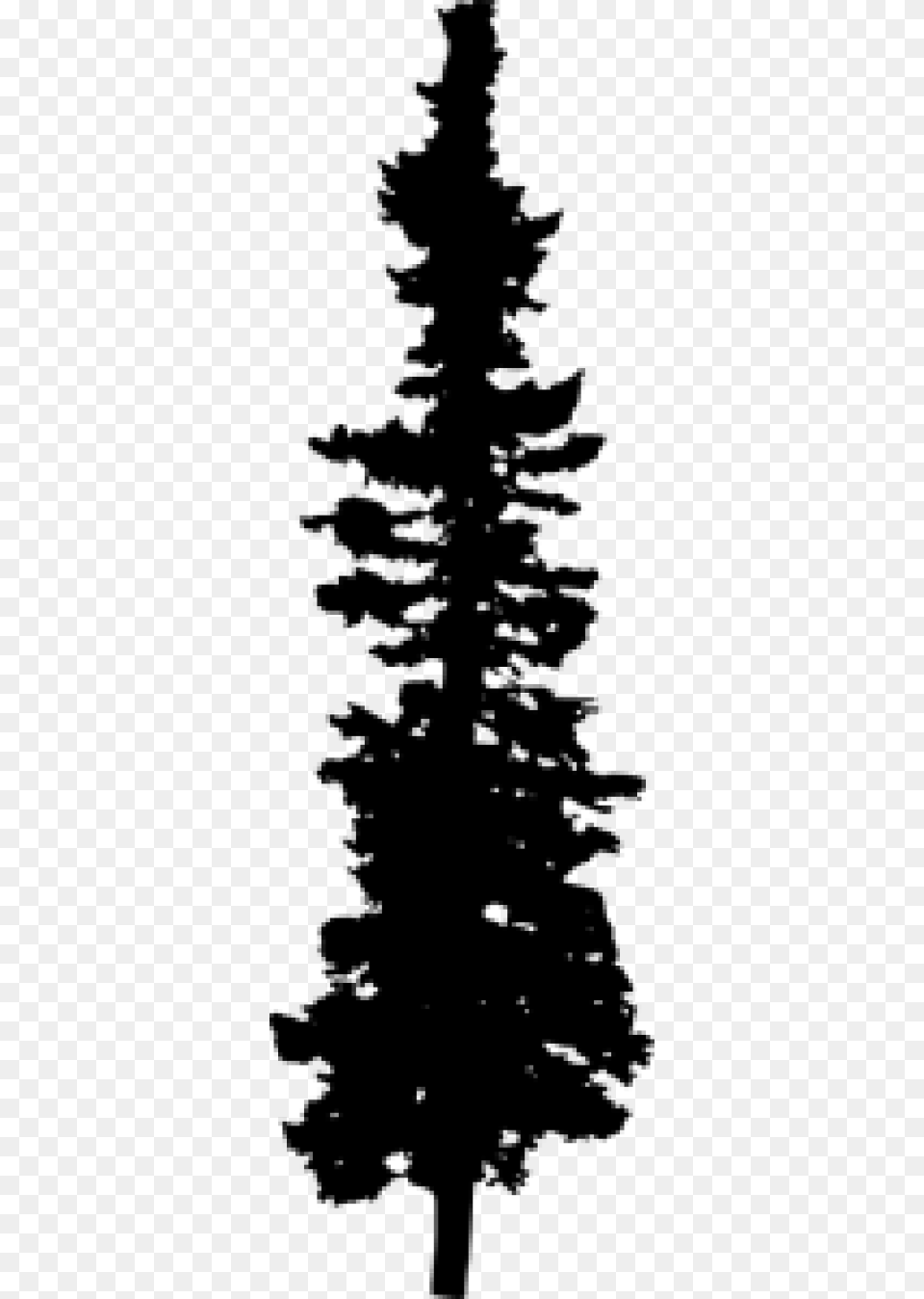 Pine Tree Silhouette Colorado Spruce, Gray Free Transparent Png