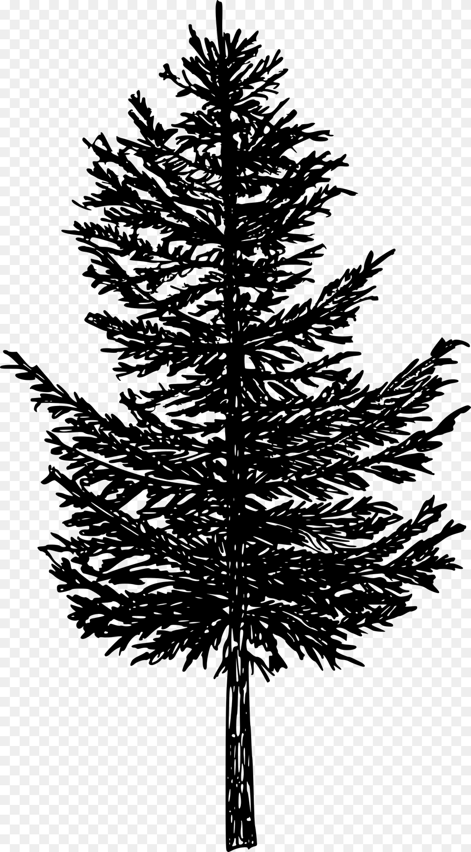 Pine Tree Silhouette Drawing Transparent Transparent Drawing, Gray Free Png Download